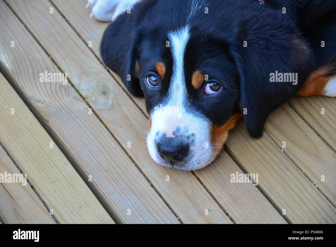 Swiss mountain dog puppy lying on a wooden deck looking up at the camera with puppy eyes Stock Photo