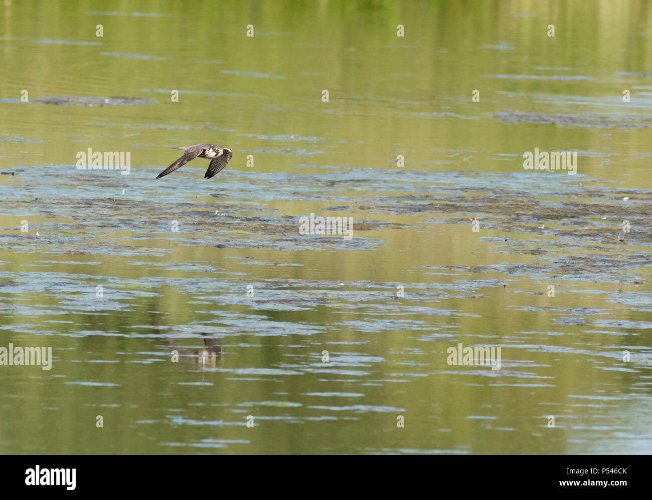 Dragonflies great britain hi-res stock photography and images - Alamy
