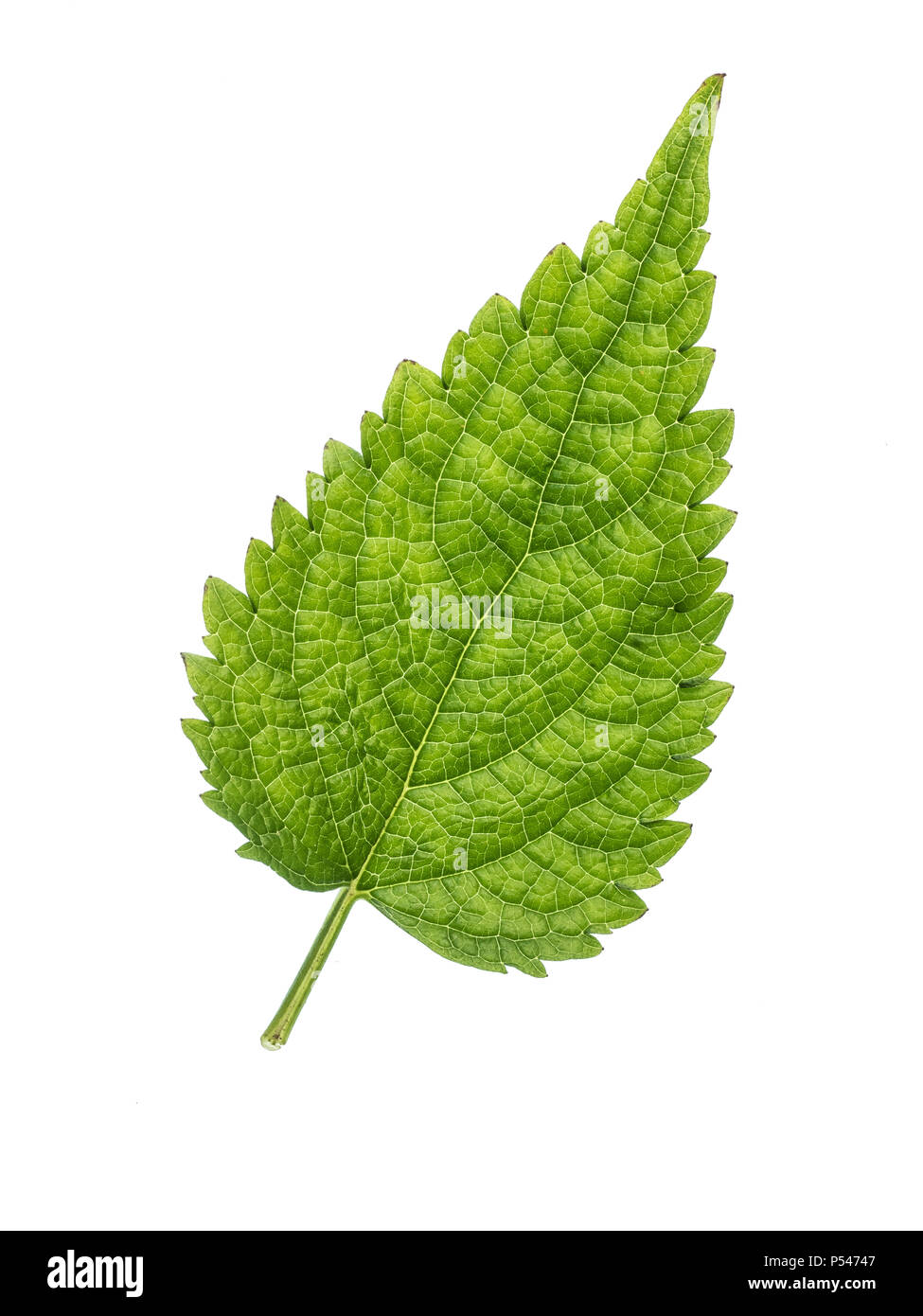 Single leaf hi-res stock photography and images - Alamy