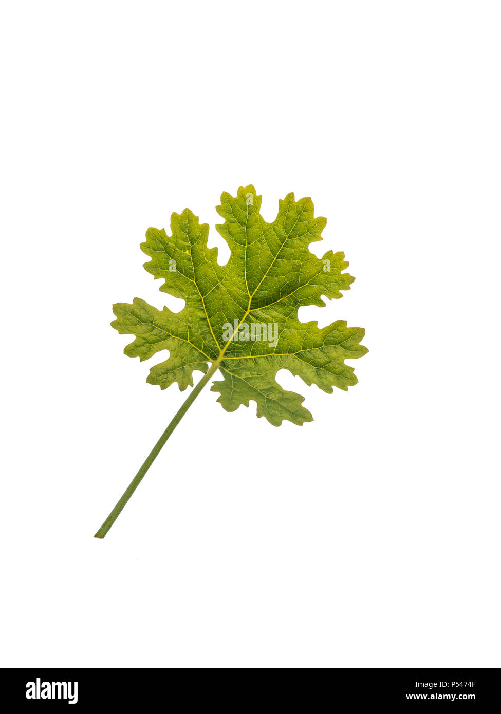 Close up of a single Macleaya leaf against a white background Stock Photo