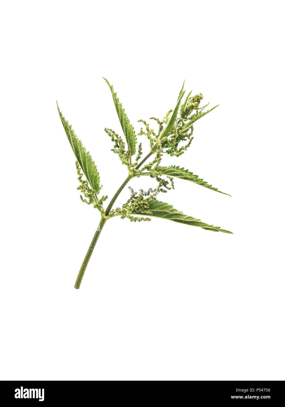 A close up of a sting nettle shoot against a white background Stock Photo