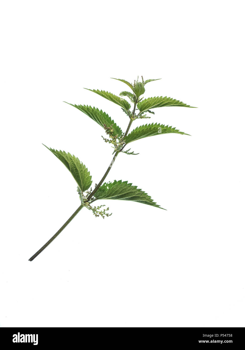 A close up of a sting nettle shoot against a white background Stock Photo