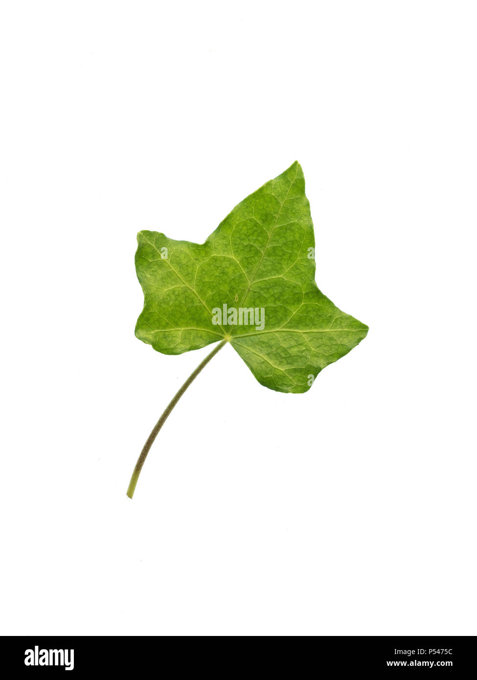A Cut Out Of A Single Young Ivy Leaf Stock Photo Alamy