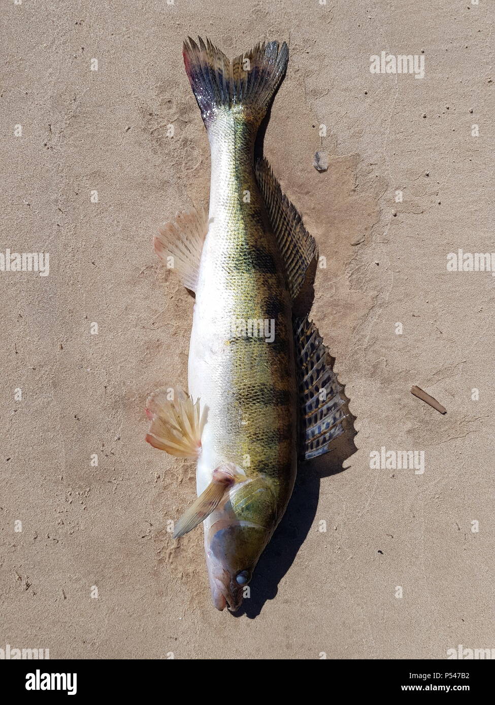 A Raw Fish Pike Perch Lies On The Sand Feeder Fishing River