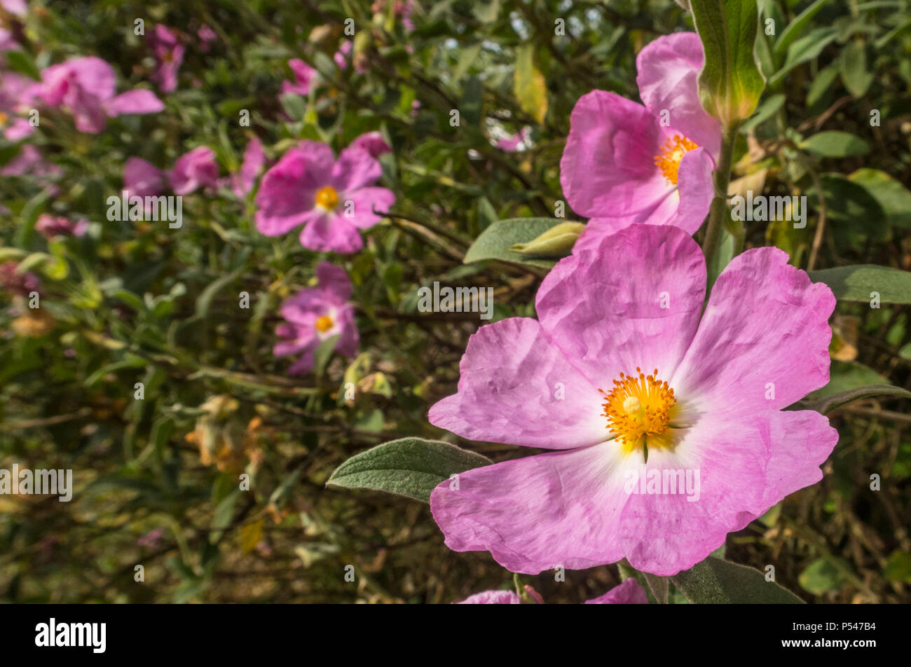 Cistus Silver Pink, Cistus × argenteus, rock rose, in flower in a Devon garden. Stock Photo