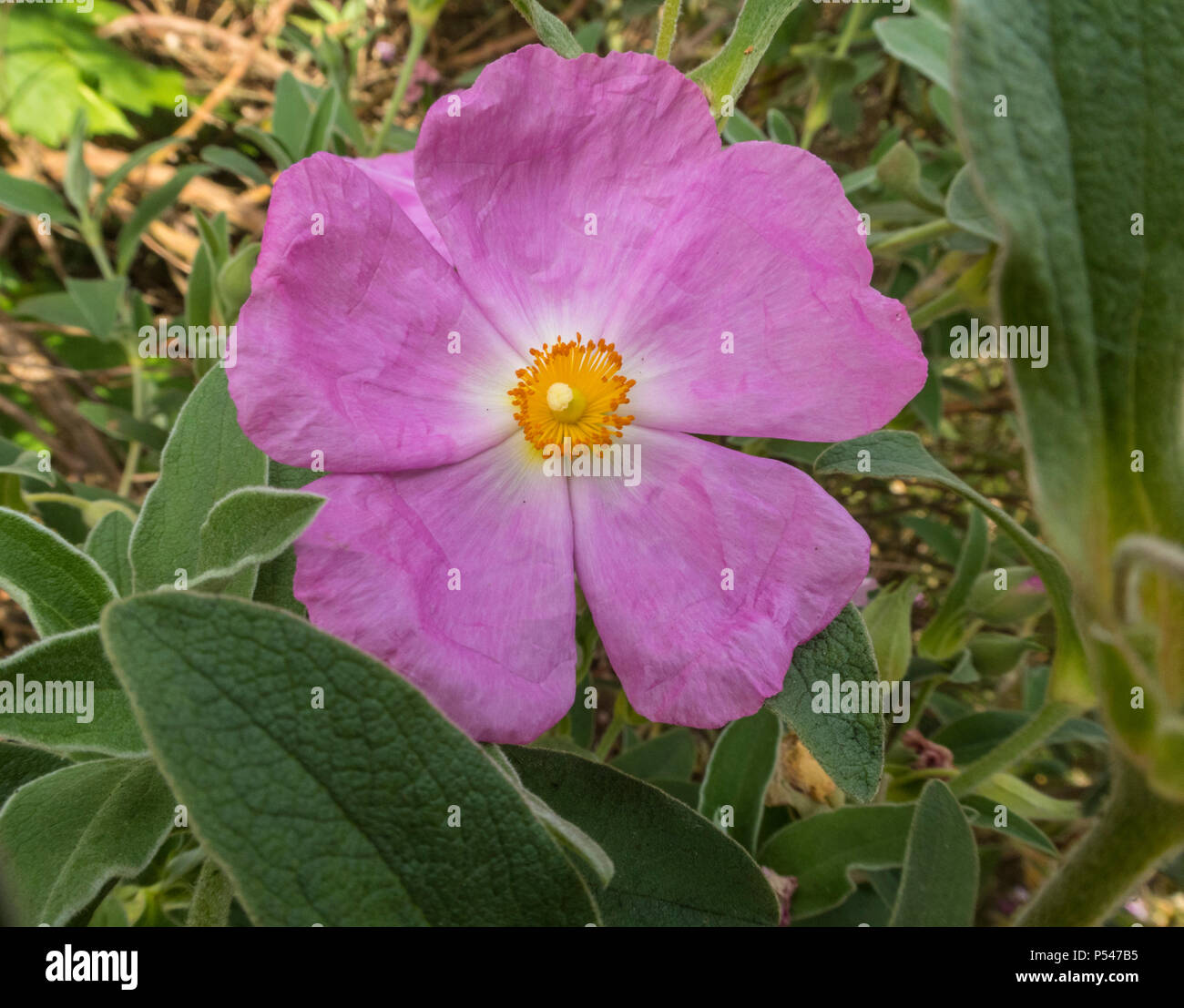 Cistus Silver Pink, Cistus × argenteus, rock rose, in flower in a Devon garden. Stock Photo