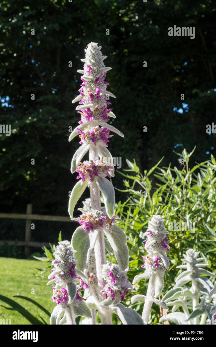 Lamb's ears in flower, Stachys in a Devon garden. Often has the flowers cut off and used for ground cover. Stock Photo