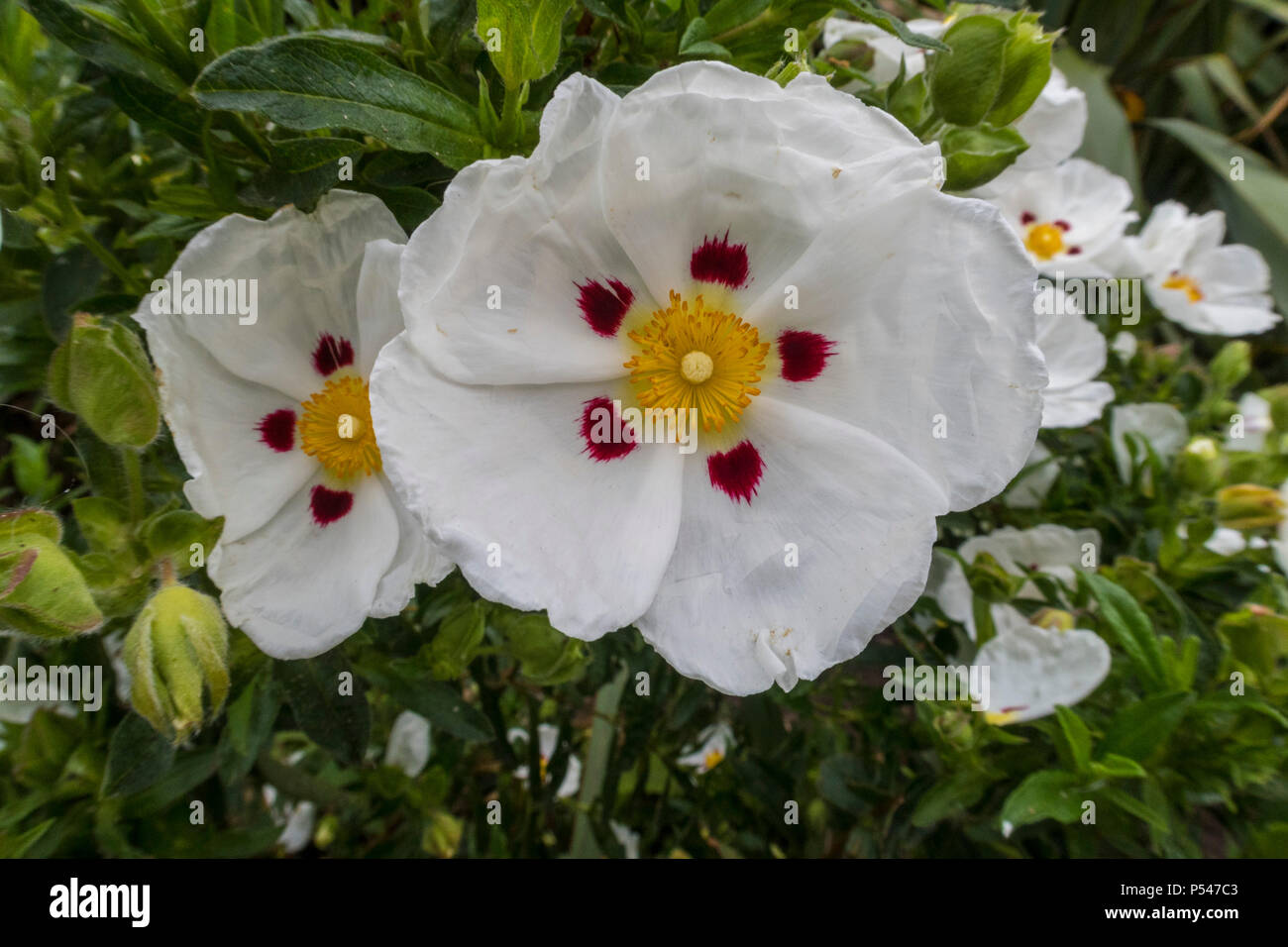 Cistus × purpureus Alan Fradd, an exotic cistus in flower in Devon. Rock rose. Stock Photo