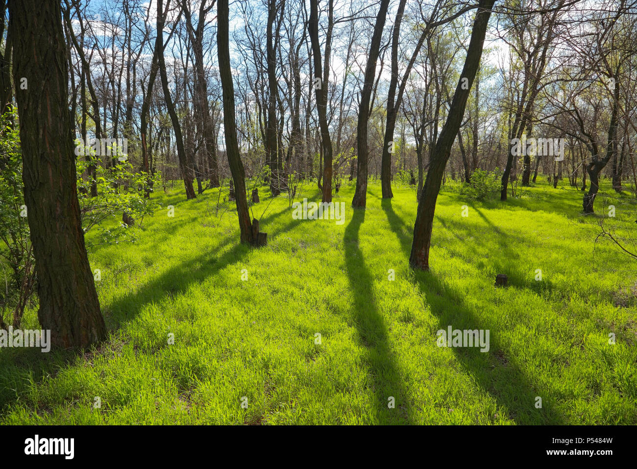 Green grass at the park hi-res stock photography and images - Alamy