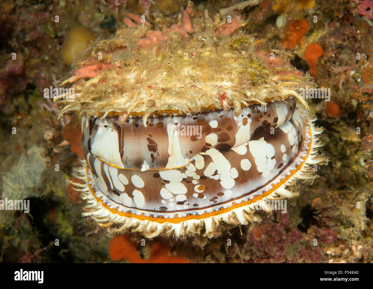 Orange-mouth thorny oyster ( Spondylus varius ) opens it's mouth for hunting. Bunaken island, Indonesia. Nature is the greatest artist Stock Photo