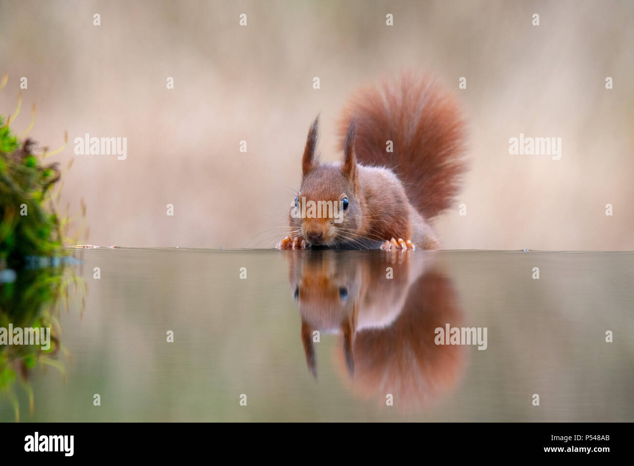 A beautiful squirrel drinking water in the forest.You can see his ...
