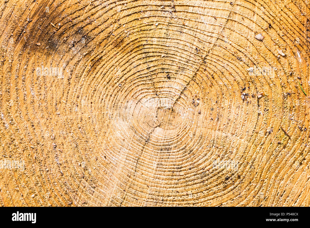 Tree Growth Rings Texture Wood texture with tree rings (growth rings Stock Photo - Alamy