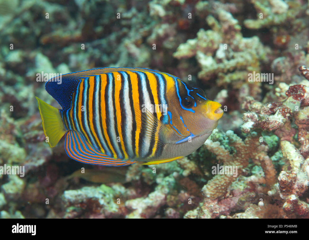 Royal or regal angelfish (Pygoplites diacanthus) swimming over coral reef of Bali, Indonesia Stock Photo
