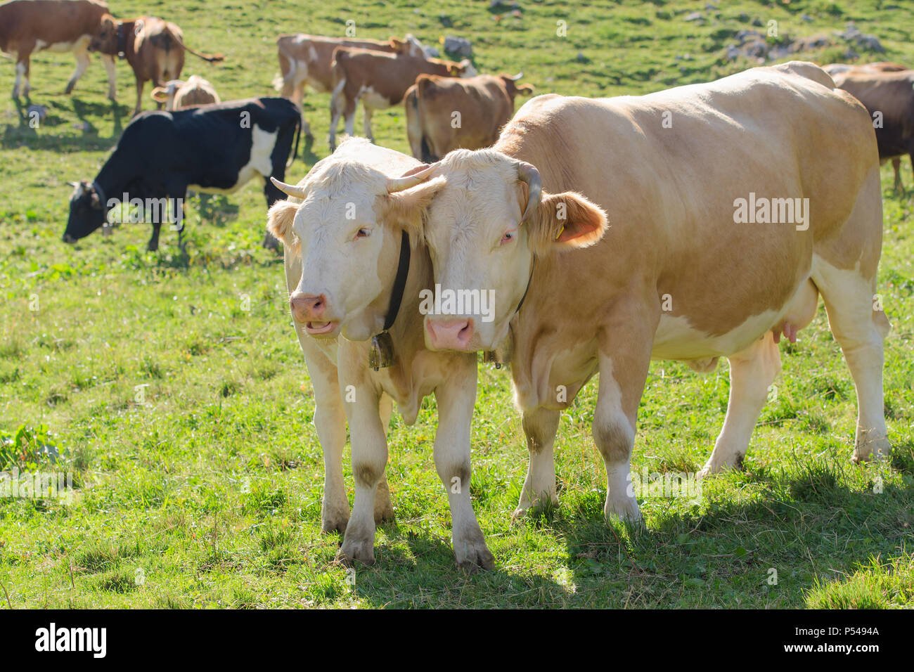 Cow with her calf in herd grazing on fresh green Alpine pasture Stock Photo