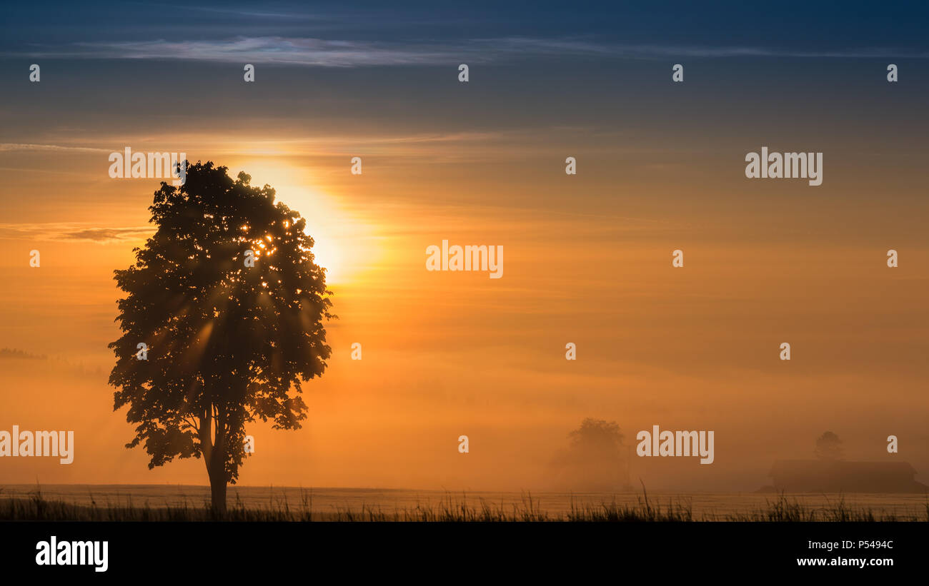 Panoramic morning scenery of sunrise over foggy meadow with sun rays breaking through branches of tree Stock Photo