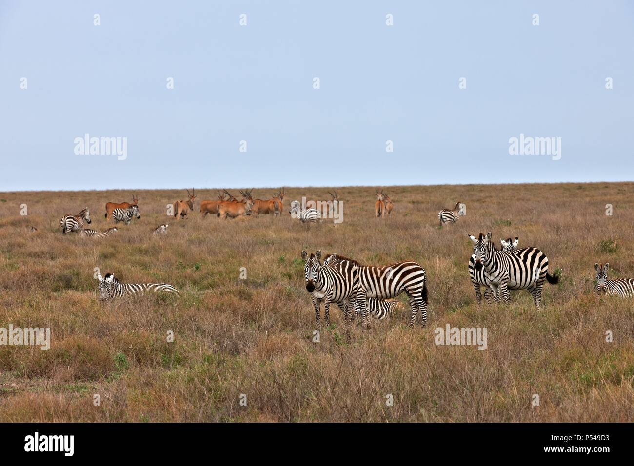 plains zebras and elands Stock Photo