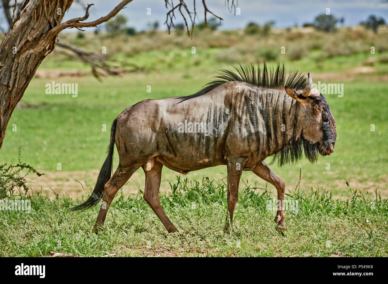 Blue wildebeest connochaetes kalahari transfrontier national hires
