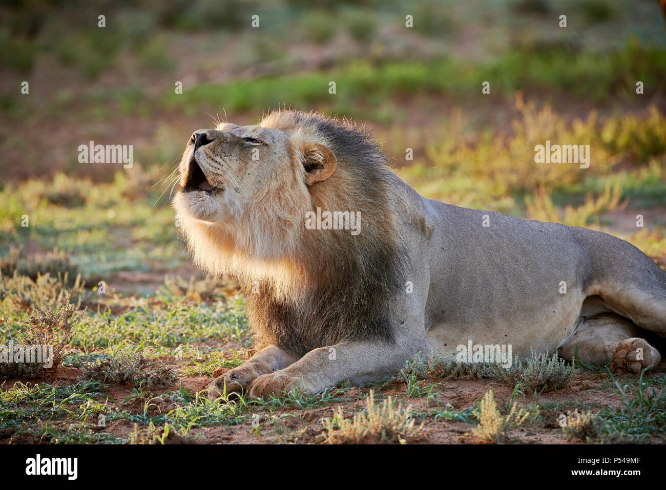 Male lion roar side view hi-res stock photography and images - Alamy