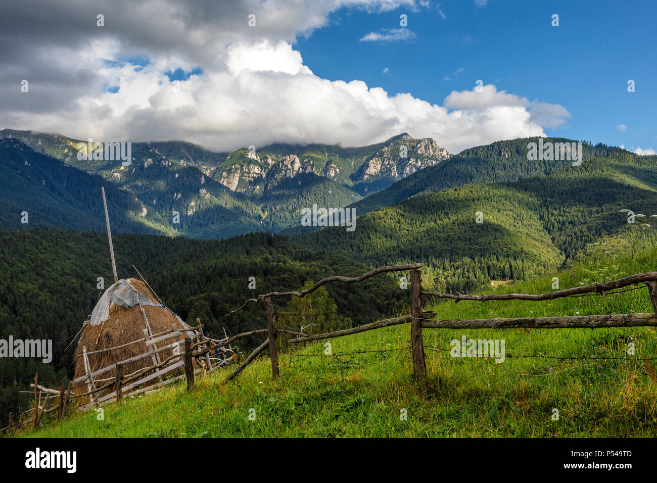 Summer alpine landscape with green fields and haystacks, Bran, Transylvania, Romania Stock Photo