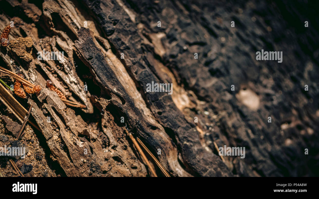 Burnt tree stump australia hi-res stock photography and images - Alamy, image size:1300x812