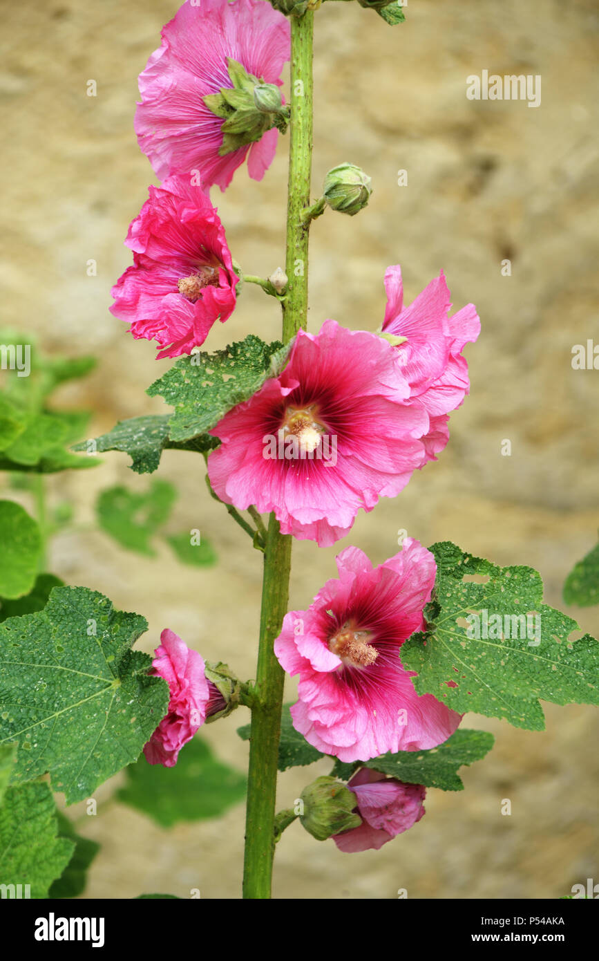 Lovely Lavatera – Mallow Bush, growing next to an ancient chateau wall near Le Mans in Northern France Stock Photo