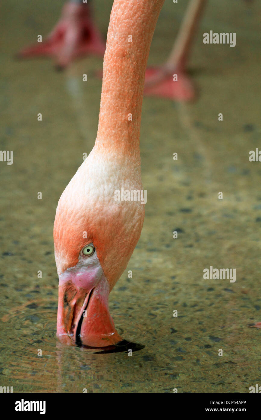 A Flamingo drinking water, Cape May County Zoo, Cape May, NJ Stock Photo