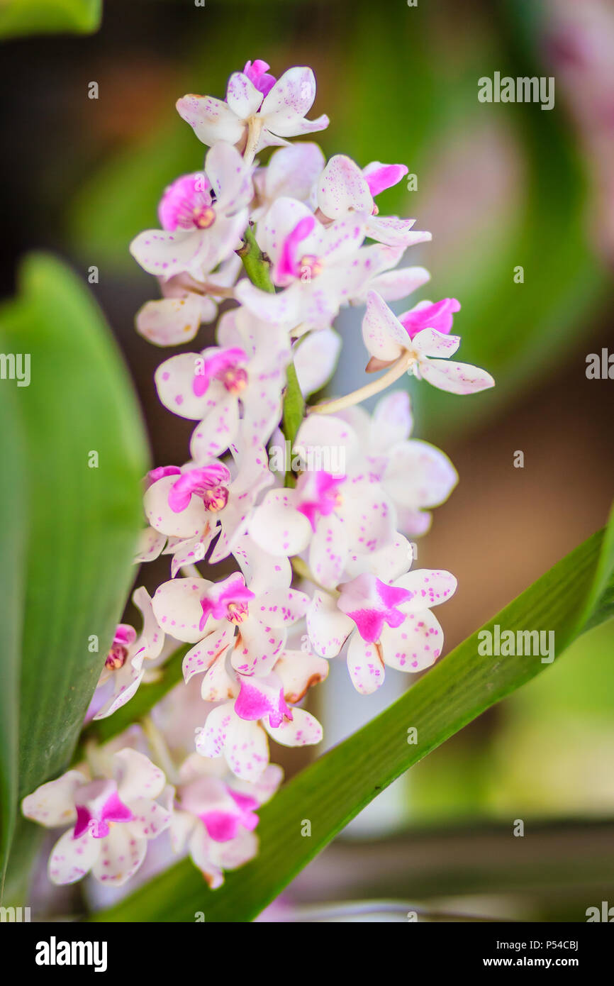Beautiful pink Rhynchostylis gigantea orchid. Close up of pink orchid (Rhynchostylis gigantea (Lindl.) Ridl. in nature background Stock Photo