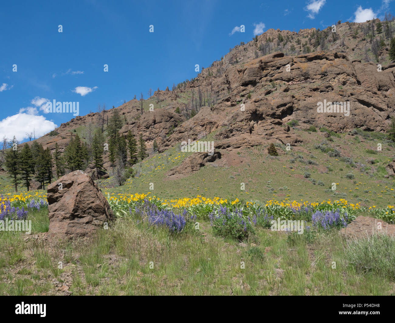 Wildflowers hillside hi-res stock photography and images - Alamy