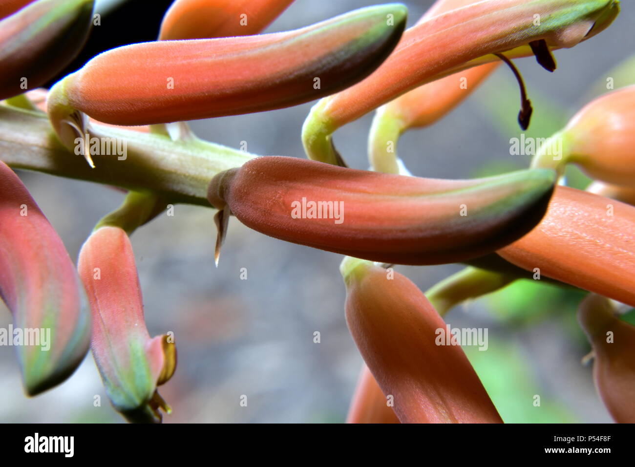 Aloe vera flowers, Asphodelaceae Stock Photo - Alamy