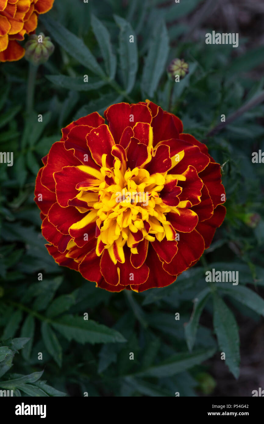 Tagetes patula ‘Cresta spry’. French Marigold ‘Cresta spry’ flowers Stock Photo