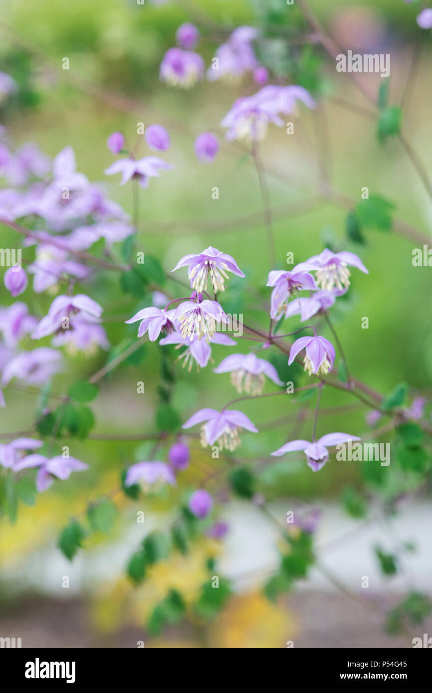 Thalictrum delavayi var. decorum. Chinese Meadow rue flowers Stock Photo