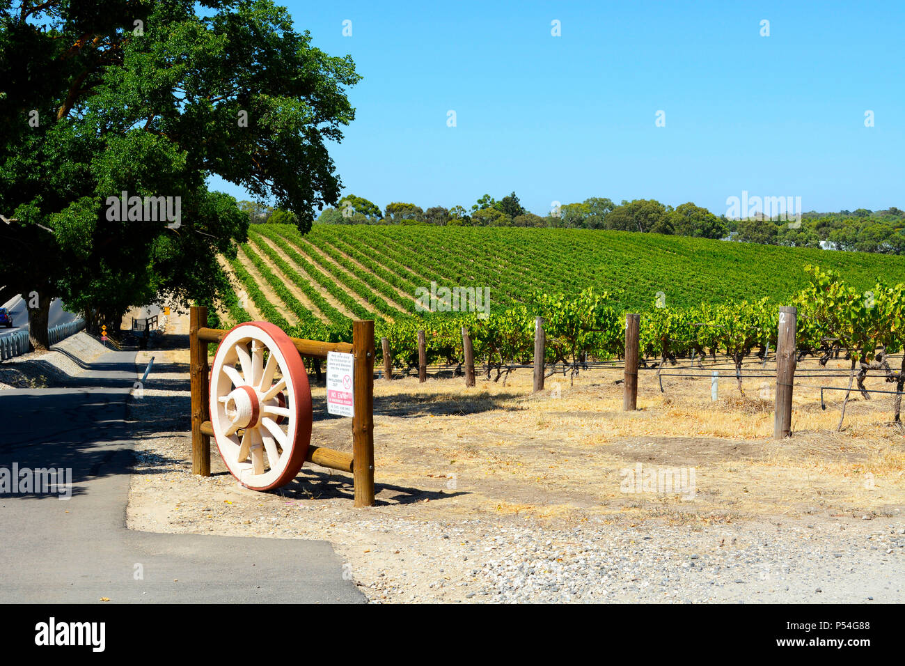 Rows of grape vines with wagen wheel gate, in Australia's major wine