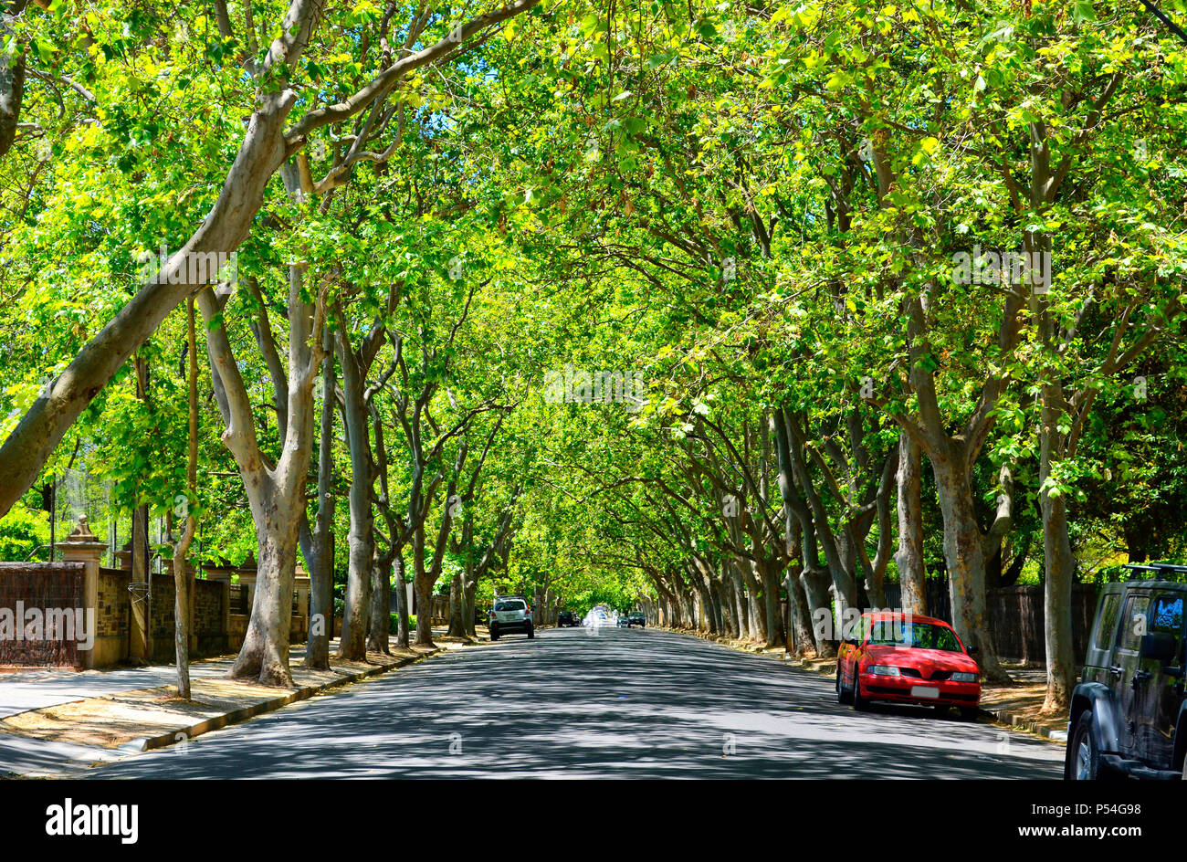 Driving under beautiful tree canopy along scenic Victoria Avenue, Unley