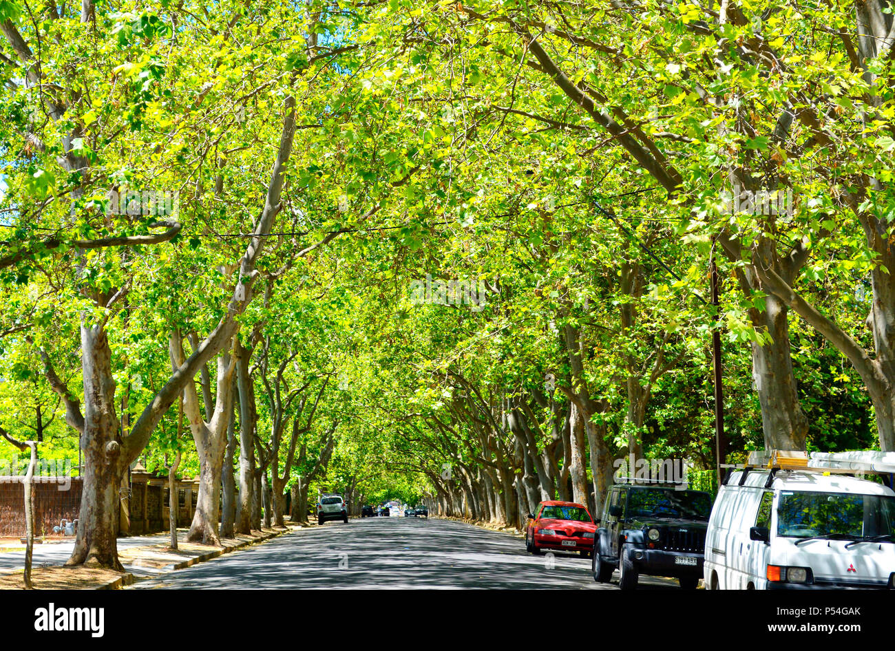 Driving under beautiful tree canopy along scenic Victoria Avenue, Unley