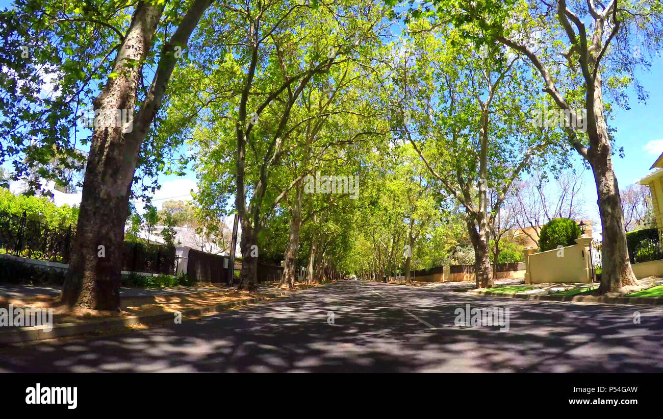 Vehicle POV, driving under beautiful tree canopy along scenic Victoria
