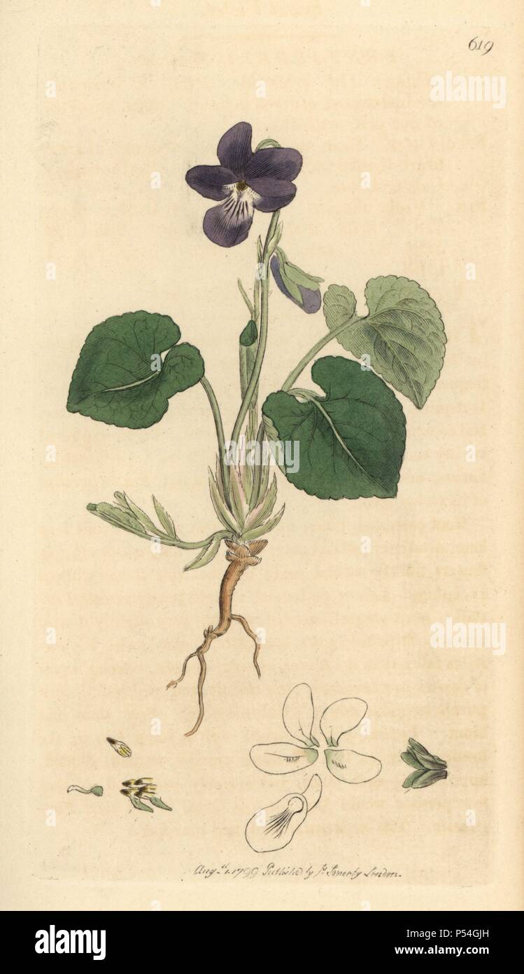 Sweet violet, Viola odorata. Handcoloured copperplate engraving from a drawing by James Sowerby for Smith's 'English Botany' (1799). Sowerby was a tireless illustrator of natural history books and illustrated books on botany, mycology, conchology and geology. Stock Photo
