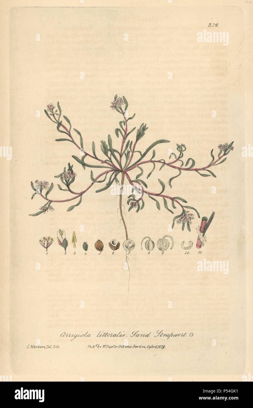 Sand strapwort, Corrigiola littoralis. Handcoloured copperplate drawn and engraved by Charles Mathews from William Baxter's 'British Phaenogamous Botany,' Oxford, 1839. Scotsman William Baxter (1788-1871) was the curator of the Oxford Botanic Garden from 1813 to 1854. Stock Photo