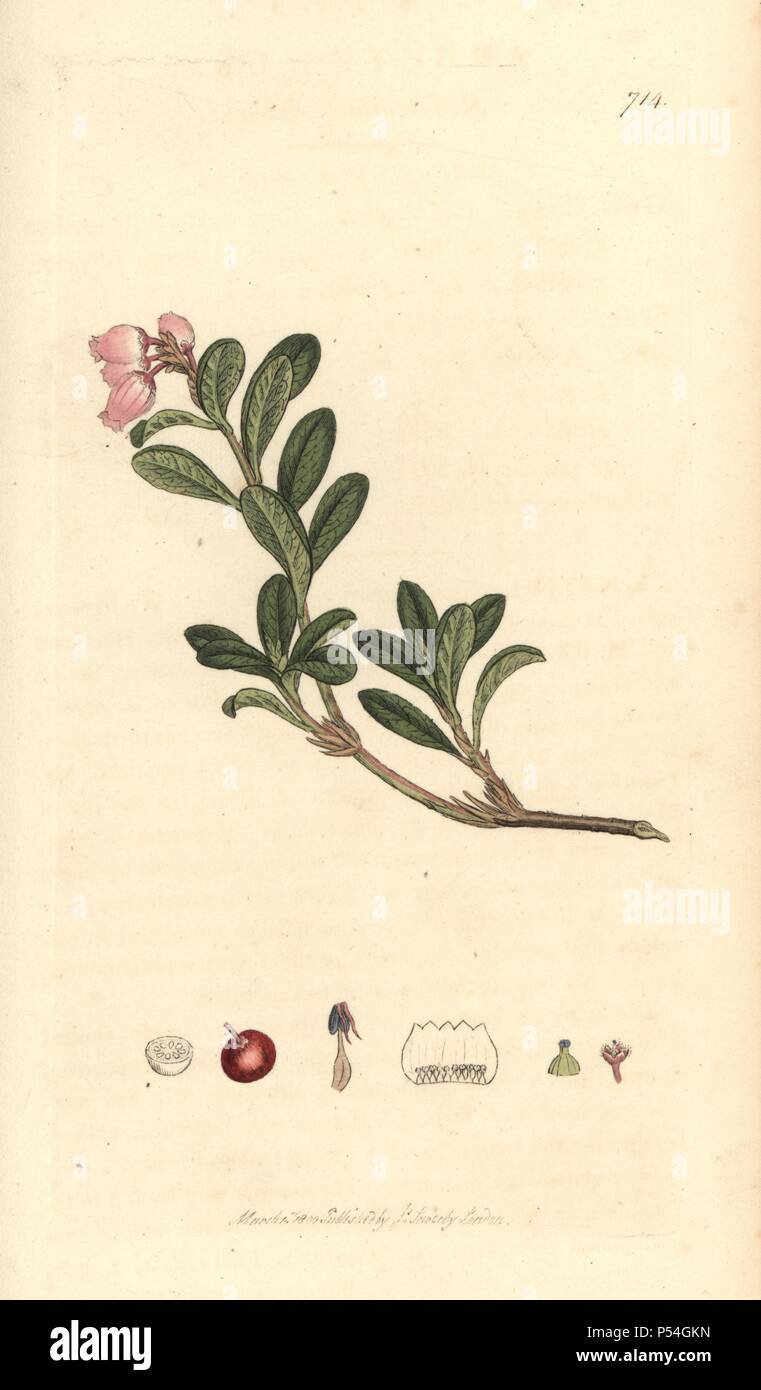Red-trailing bearberry, Arctostaphylos uva-ursi. Handcoloured copperplate engraving from a drawing by James Sowerby for Smith's "English Botany," London, 1800. Sowerby was a tireless illustrator of natural history books and illustrated books on botany, mycology, conchology and geology. Stock Photo