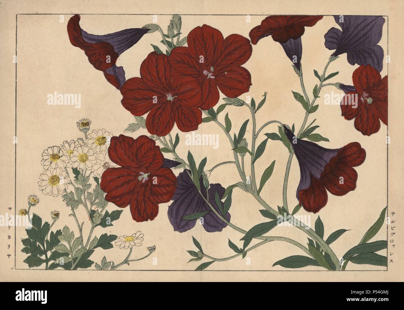 Painted tongue or velvet trumpet flower, Salpiglossis sinuata, and mayweed or wild chamomile, Matricaria recutita. Handcoloured woodblock print from Konan Tanigami's 'Seiyou Sokazufu' (Pictorial Album of Western Plants and Flowers: Summer), Unsodo, Kyoto, 1917. Tanigami (1879-1928) depicted 125 varieties of garden plants through the four seasons. Stock Photo