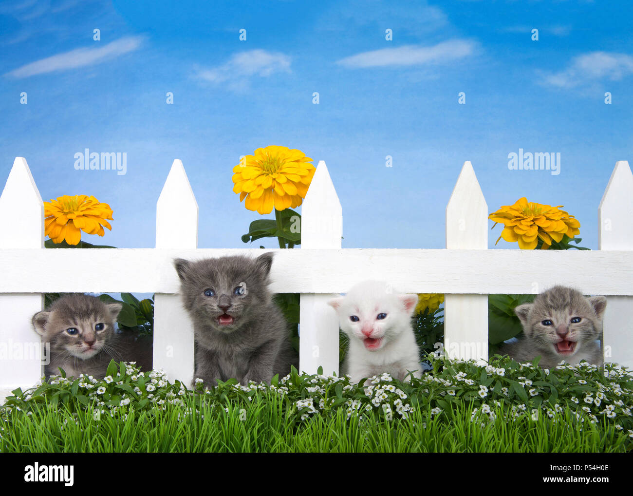 Close up of four tiny kittens peaking through a wood picket fence with white alyssum and grass in foreground, golden yellow marigolds behind fence, sk Stock Photo