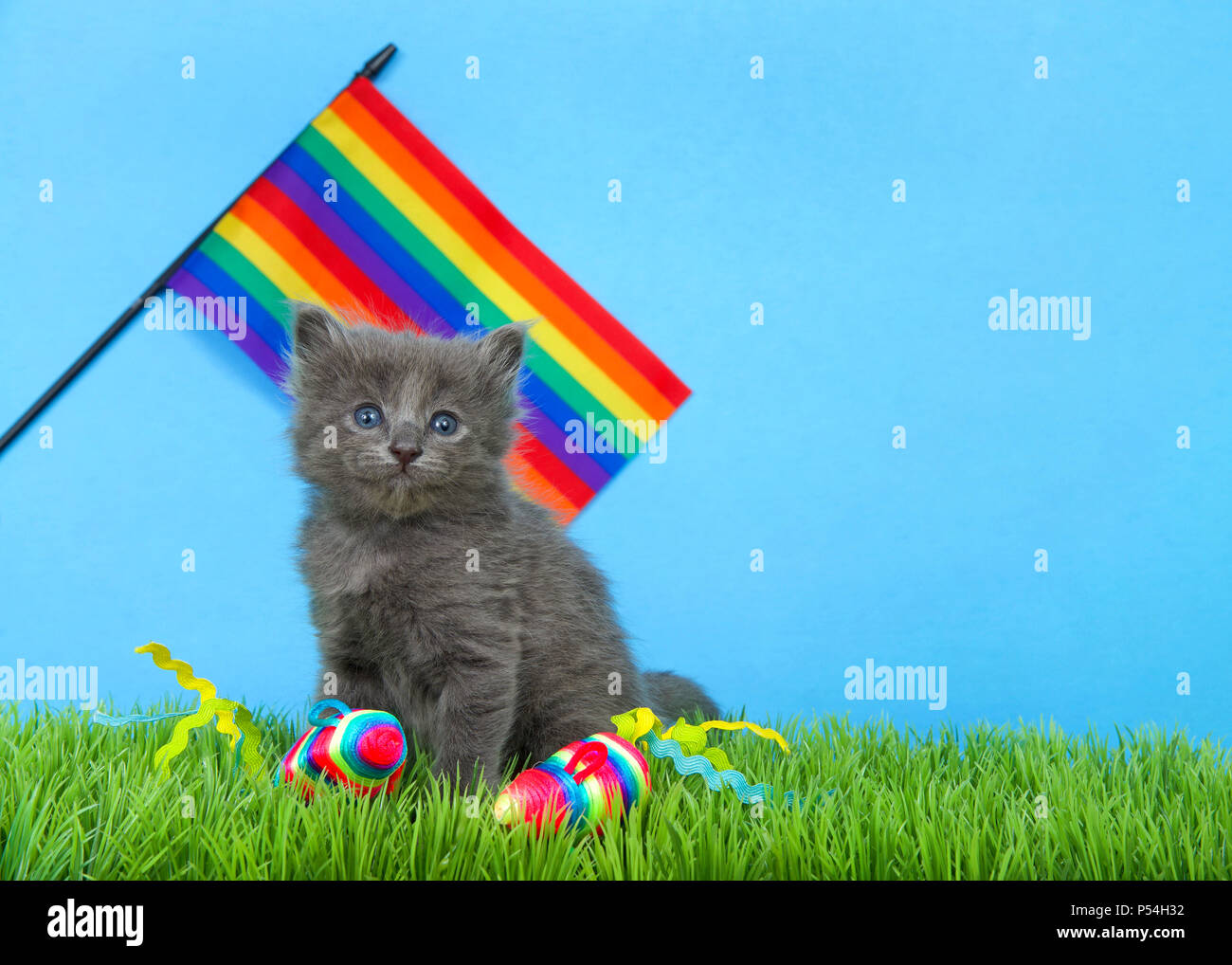 Small adorable gray kitten sitting in green grass with blue background, rainbow flay waving behind and bright rainbow mice in the grass. Stock Photo