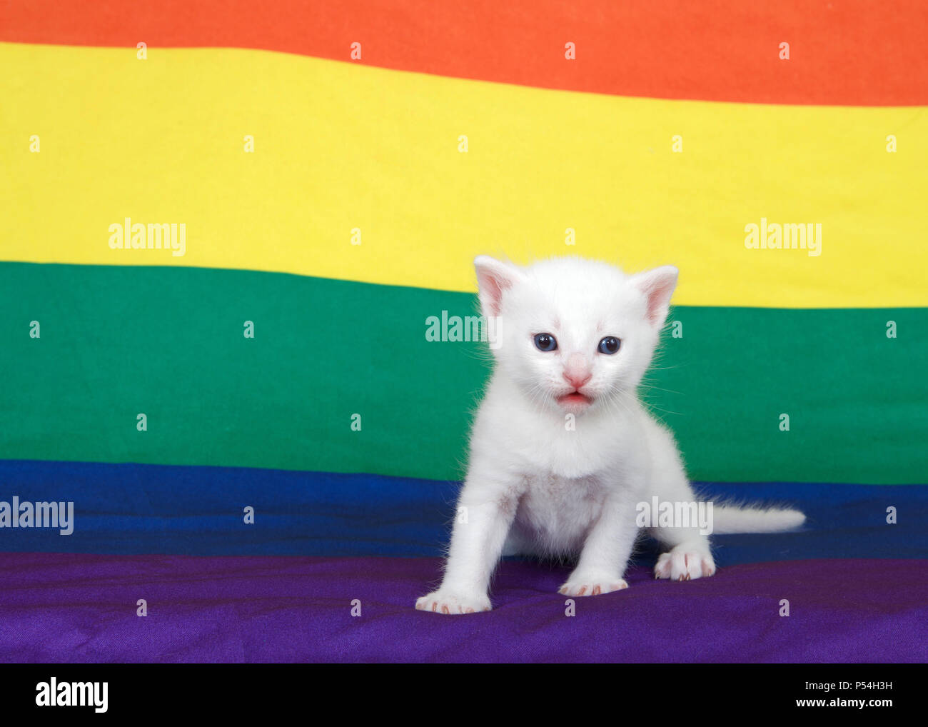 Small grey kitten with blue eyes standing on a Gay Pride flag with flag extending into the backgroun Small grey kitten with blue eyes standing on a Gay Pride flag with flag extending into the backgroun