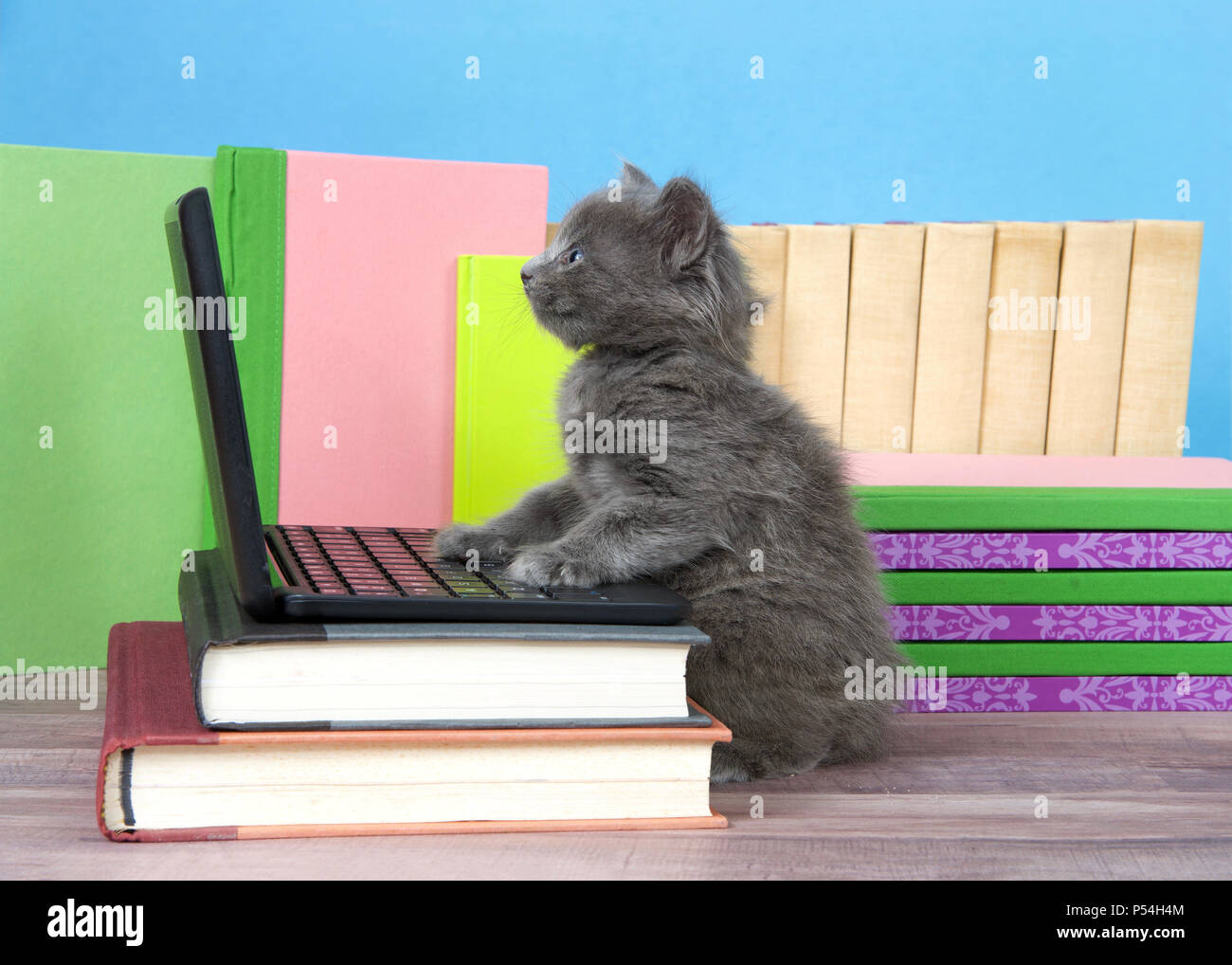 one fluffy cute small kitten sitting next to a miniature laptop computer on a desk of books with books behind, wood floor, blue wall background. Paws  Stock Photo