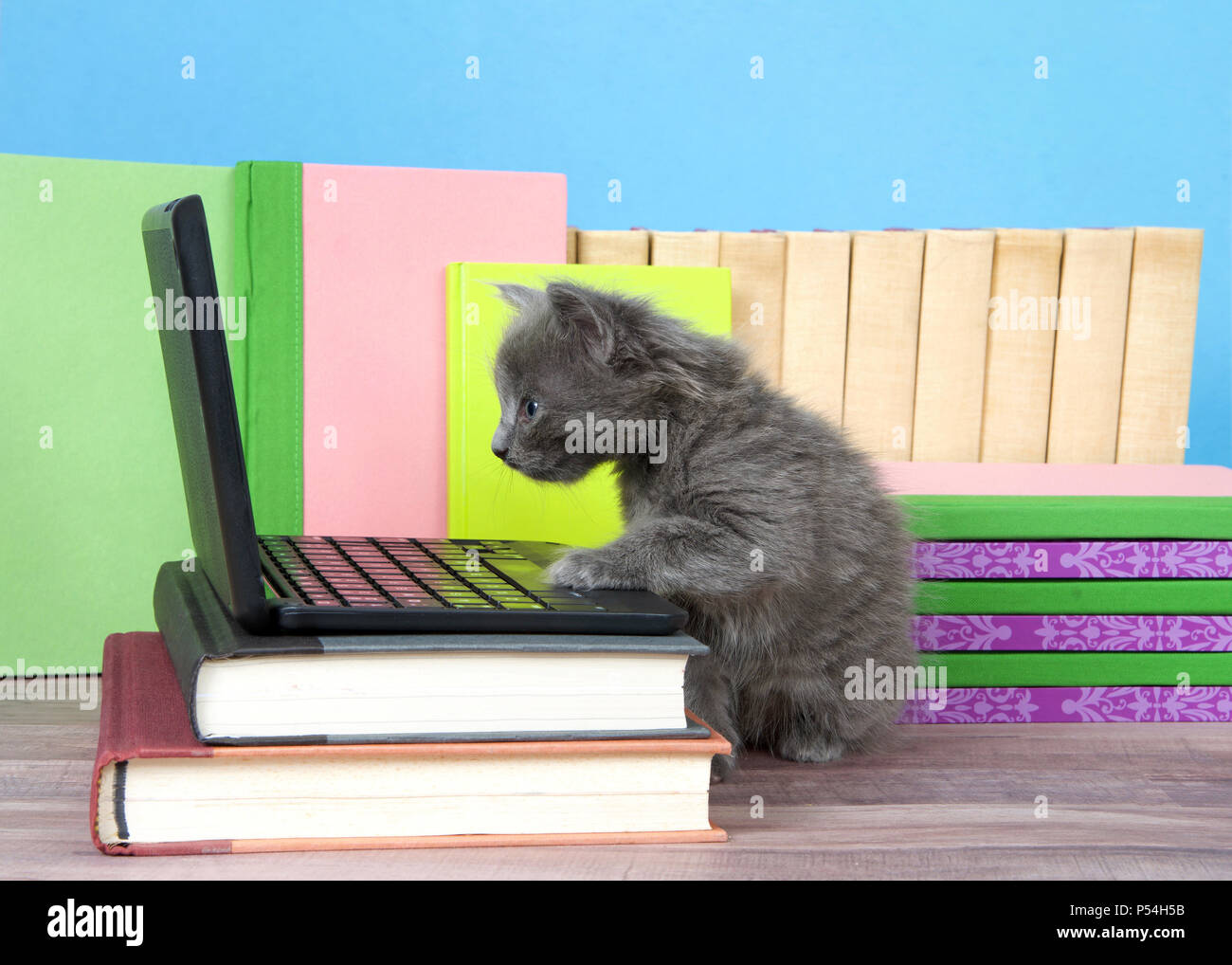 one fluffy cute small kitten sitting next to a miniature laptop computer on a desk of books with books behind, wood floor, blue wall background. Paw o Stock Photo
