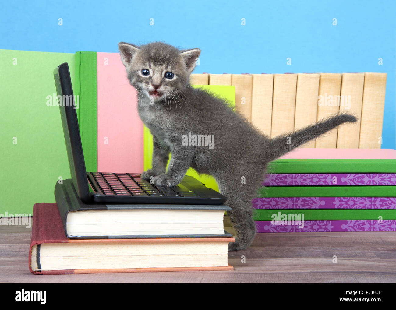 One tiny grey and cream tabby kitten standing with front paws on a miniature laptop computer looking at viewer. Books stacked around, wood floor, blue Stock Photo
