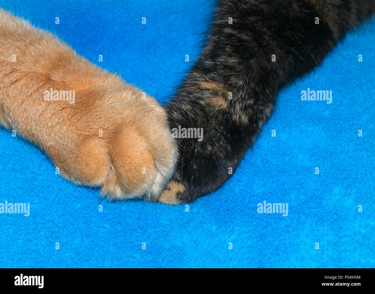 Cats hotsell holding paws
