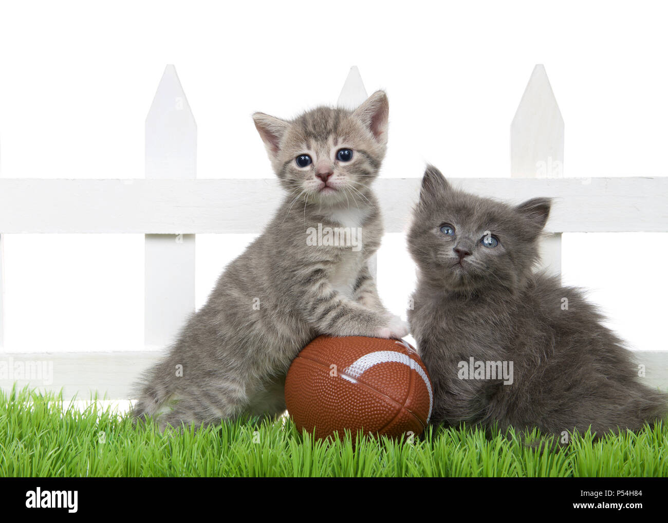 Two Small baby kittens sitting in green grass back yard next to a white