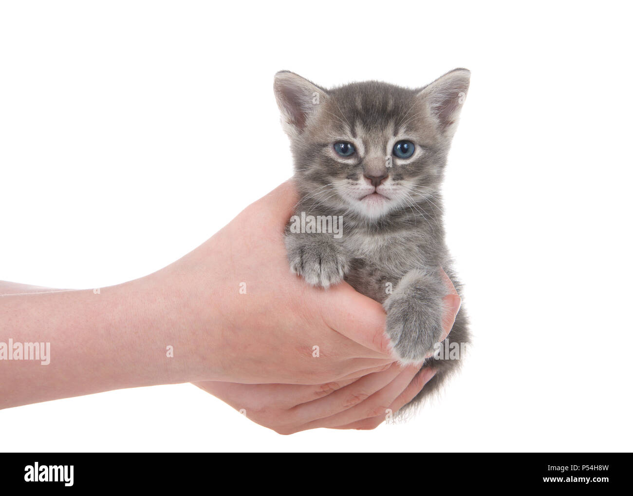 female tabby kitten