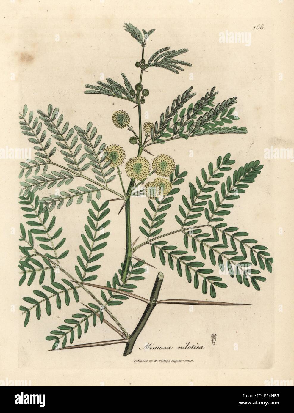 Gum Arabic Tree Acacia Nilotica Handcoloured Copperplate Engraving From A Botanical Illustration By James Sowerby From William Woodville And Sir William Jackson Hooker S Medical Botany John Bohn London 12 The Tireless Sowerby