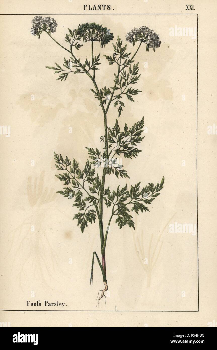 Fool's parsley Aethusa cynapium. . Chromolithograph from 'The Instructive Picturebook, or Lessons from the Vegetable World,' [Charlotte Mary Yonge], Edinburgh, 1858. Stock Photo